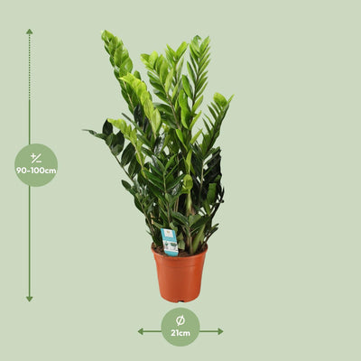 Zamioculcas Zamiifolia | 95cm hoch | 21cm Topf