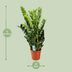Zamioculcas Zamiifolia | 95cm hoch | 21cm Topf Bild 2