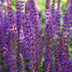 Salvia nem. 'Ostfriesland' (10-25cm), pack of 6, 9cm pot Bild 6