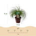 GreenboutiQ Ziergras 'Pony Tails' (2 Pflanzen, 50cm, Topf 17cm) Bild 3