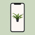 Kängurufarn (Microsorum Diversifolium) - Ø17cm - ↕45cm Bild 5