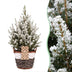4x Picea glauca Conica - Zuckerhutfichte - Grün - Weiß - Weihnachtsbaum - inkl. Korb - Ø17cm - ↕65cm Bild 1