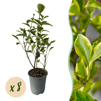 GreenboutiQ Liguster Ovalifolium Aureum: 8 Gelb-Grüne Heckenpflanzen, 1m