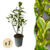 GreenboutiQ Liguster Ovalifolium Aureum: 8 Gelb-Grüne Heckenpflanzen, 1m Bild 1