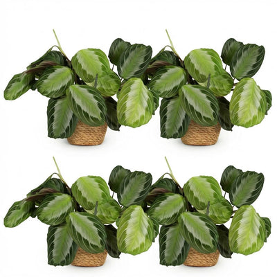 Green boutiQ Maranta Fascinator Silverband, 4 Pflanzen m. Korb