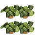 Green boutiQ Maranta Fascinator Silverband, 4 plants with basket Bild 2
