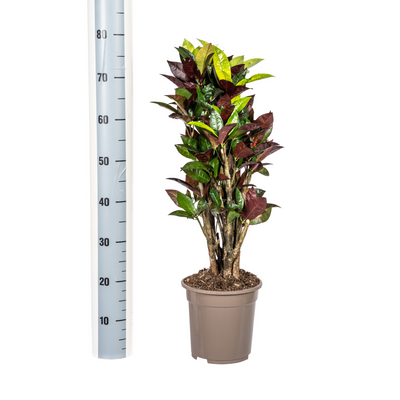 Codiaeum 'Croton' Iceton mit Korb Ø21cm - ↕60 - 80cm