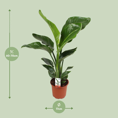 Strelitzia Nicolai (Paradiesvogelblume) – Ø17cm, 70cm hoch