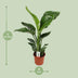 Strelitzia Nicolai (Giant Bird of Paradise) – Ø17cm, 70cm high Bild 2