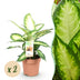 Dieffenbachia Camilla: 2 pflegeleichte Pflanzen im 17cm Topf Bild 1