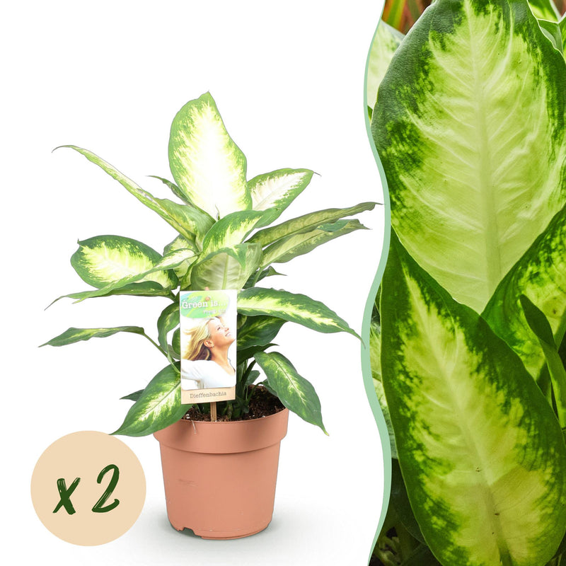 Dieffenbachia Camilla: 2 pflegeleichte Pflanzen im 17cm Topf