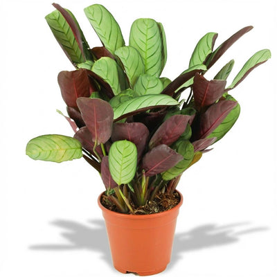 Ctenanthe Amagris - Elegante Zimmerpflanze Ø 14cm, 35-40cm