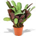 Ctenanthe Amagris - Elegante Zimmerpflanze Ø 14cm, 35-40cm Bild 1
