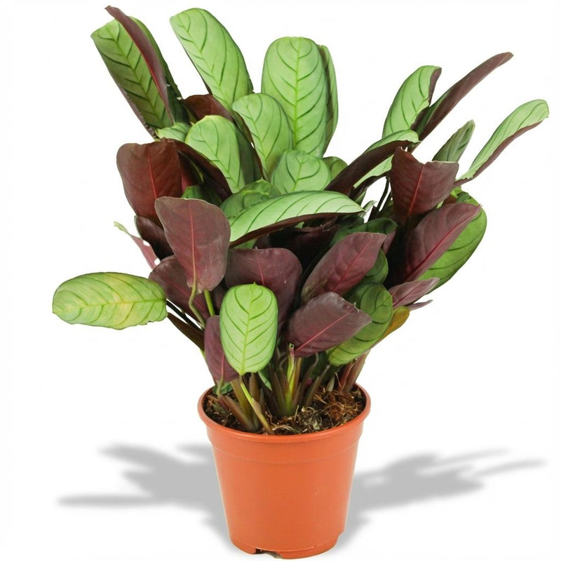 Ctenanthe Amagris - Elegante Zimmerpflanze Ø 14cm, 35-40cm