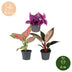 Baby Paradise Mix: 3 tropische Pflanzen im 6cm Topf Bild 5