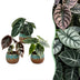 3x Baby Alocasia Tricolour (Rot-Grün-Schwarz) Ø6cm Bild 1