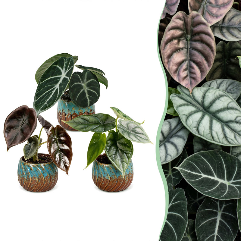 3x Baby Alocasia Tricolour (Rot-Grün-Schwarz) Ø6cm