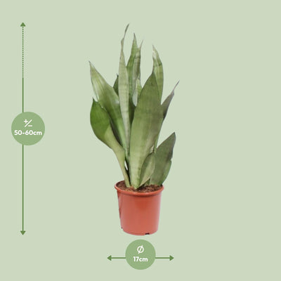 Sansevieria Moonshine, Ø17cm, ↕60cm – Eleganz & Luftreinigung