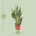 Sansevieria Moonshine, Ø17cm, ↕60cm – Eleganz & Luftreinigung Bild 2