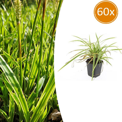 60x Carex morrowii 'Aureovariegata'  - ↕10-25cm - Ø9cm