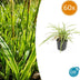 60x Carex morrowii 'Aureovariegata'  - ↕10-25cm - Ø9cm Bild 1
