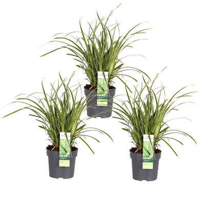 3x Carex morrowii 'Ice Dance' Ziergras, 30cm, Ø14