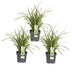 3x Carex morrowii 'Ice Dance' Ziergras, 30cm, Ø14 Bild 1