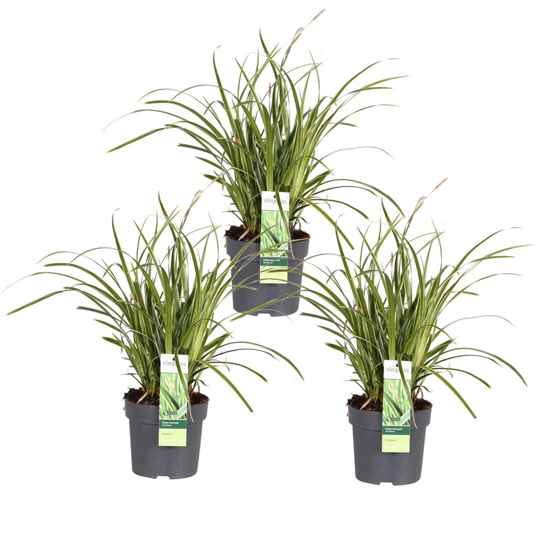 3x Carex morrowii 'Ice Dance' Ziergras, 30cm, Ø14