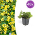 48x Waldsteinia ternata Bodendecker, 10-25cm, Ø9cm Töpfe Bild 1