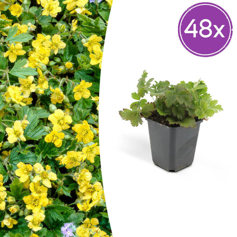 48x Waldsteinia ternata Bodendecker, 10-25cm, Ø9cm Töpfe