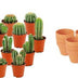 Mini Cactus Mix (15 pieces) in terracotta pots, easy to care for Bild 1