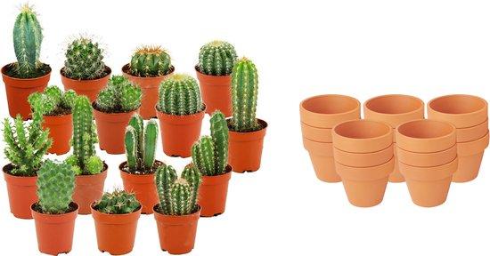 Mini Cactus Mix (15 pieces) in terracotta pots, easy to care for