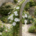 Clematis Miss Bateman Climbing Plant - 2 Plants, White Flowers, Low Maintenance Bild 4
