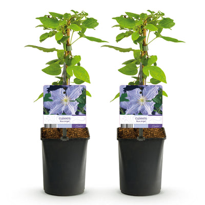 Clematis Blue Angel Kletterpflanze - 2 Pflanzen, Topf 11cm