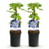 Clematis Blue Angel Climbing Plant - 2 Plants, 11cm Pot Bild 2