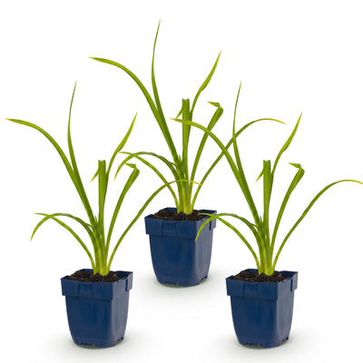 Green boutiQ - Perennial - Hemerocallis Summer Wine - Daylily - Bee and Butterfly Attractors - Purple - 3 Plants - Pot 11cm - Height 15-25cm