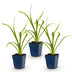 Green boutiQ - Perennial - Hemerocallis Summer Wine - Daylily - Bee and Butterfly Attractors - Purple - 3 Plants - Pot 11cm - Height 15-25cm Bild 2