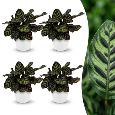 Green boutiQ - Calathea Makoyana - Pfauenpflanze - 4 Pflanzen - mit Potter Wit - Topf 12cm - Höhe - 25cm