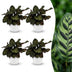 Green boutiQ - Calathea Makoyana - Pfauenpflanze - 4 Pflanzen - mit Potter Wit - Topf 12cm - Höhe - 25cm Bild 1
