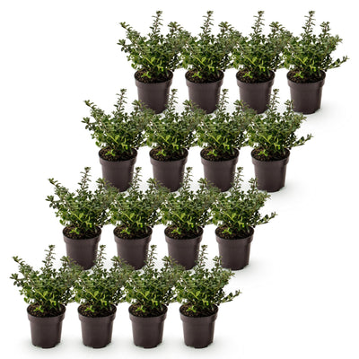 Green boutiQ - 16x Ilex crenata Stokes - Japanische Stechpalme - Heckenpflanzen - Immergrün - Grün - Topf 9cm - Höhe 20-30cm