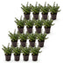 Green boutiQ - 16x Ilex crenata Stokes - Japanische Stechpalme - Heckenpflanzen - Immergrün - Grün - Topf 9cm - Höhe 20-30cm Bild 2