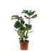 Monstera Deliciosa im 17cm Topf, ca. 55cm hoch Bild 1