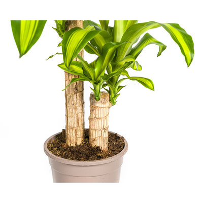 Dracaena Fragrans Massangeana Topf Ø19cm, 70-90cm