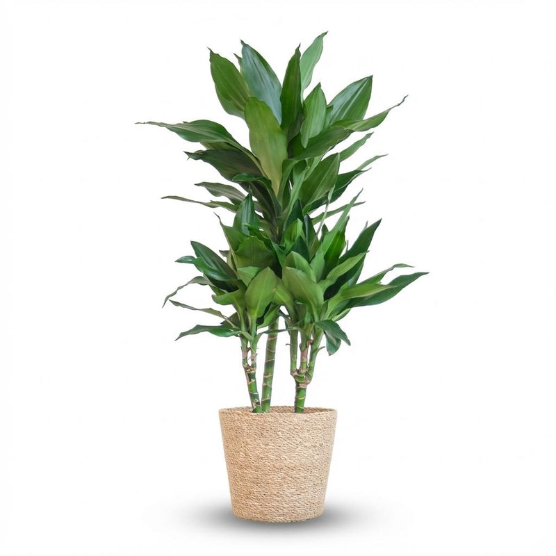 Dracaena Janet Lindt mit Seegras-Korb, 95cm, Ø21
