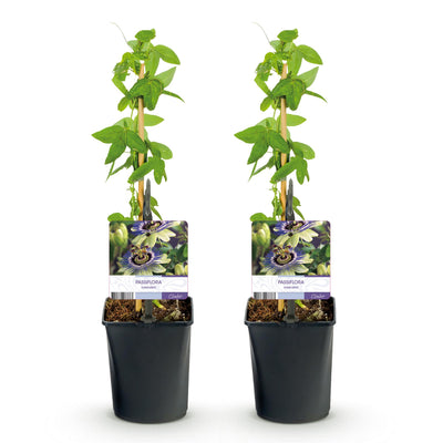 GreenboutiQ Passionsblume 'Passiflora caerulea' - 2 Pflanzen