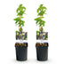 GreenboutiQ Passionsblume 'Passiflora caerulea' - 2 Pflanzen Bild 2