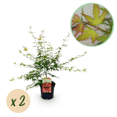 GreenboutiQ Japanischer Ahorn 'Pink Dwarf' - 2 rosa Pflanzen, 70cm