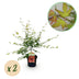 GreenboutiQ Japanischer Ahorn 'Pink Dwarf' - 2 rosa Pflanzen, 70cm Bild 1