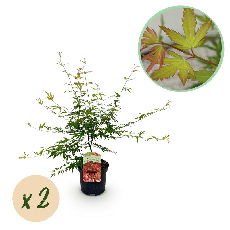 GreenboutiQ Japanischer Ahorn 'Pink Dwarf' - 2 rosa Pflanzen, 70cm