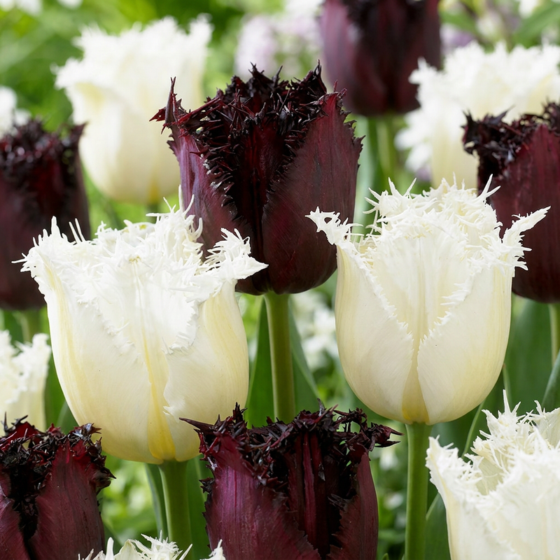 60x Tulpe Breakdance Mix - Bunte Frühlingspracht!